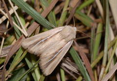 Mythimna albiradiosa