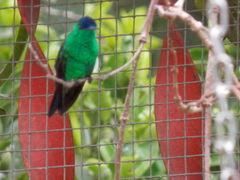 Saucerottia cyanifrons