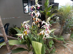 Phaius