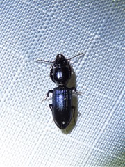 Clivina dentipes