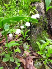 Convallaria majalis