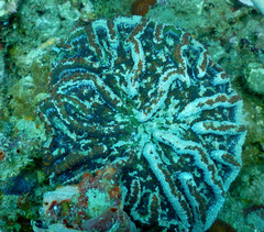 Mycetophyllia