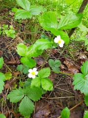 Fragaria vesca