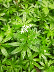 Galium odoratum