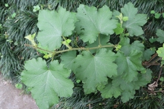 Rubus alceifolius