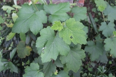 Rubus alceifolius