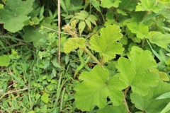 Rubus alceifolius