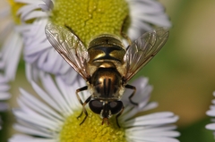 Eristalinus viridis