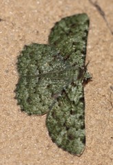 Aeolochroma hypochromaria