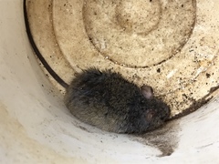Oryzomys palustris