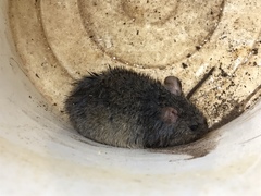 Oryzomys palustris