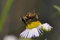 Eristalinus viridis