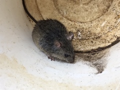 Oryzomys palustris