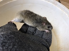 Oryzomys palustris