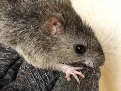 Oryzomys palustris