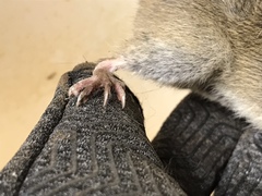 Oryzomys palustris