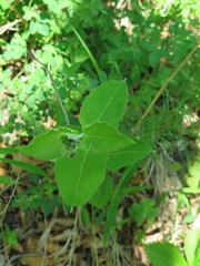 Vincetoxicum atratum