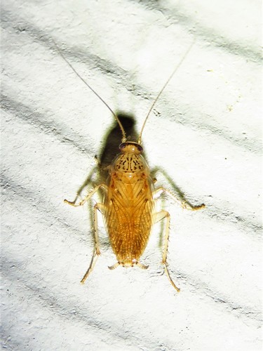 Small yellow cockroach photo 5