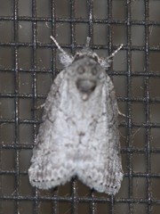 Nycteola polycyma