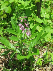 Dictamnus dasycarpus