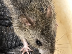 Oryzomys palustris