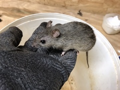 Oryzomys palustris