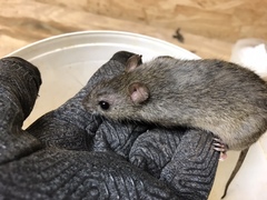 Oryzomys palustris