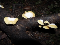 Crepidotus praecipuus