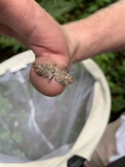 Eupithecia graefii