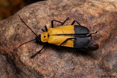 Chauliognathus heros