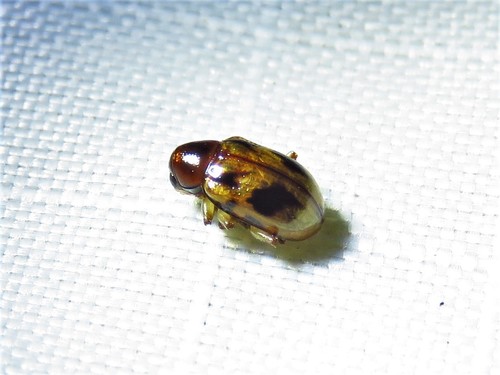 Strawberry Rootworm