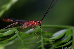 Monomachidae