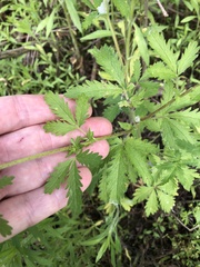 Potentilla rivalis