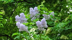 Syringa vulgaris
