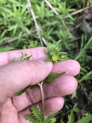 Potentilla rivalis