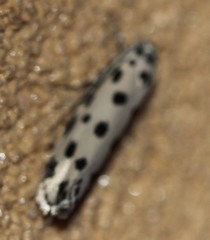 Ethmia sphaerosticha