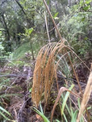 Miscanthus nepalensis