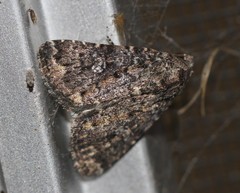 Condica aroana