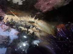 Eupentacta quinquesemita