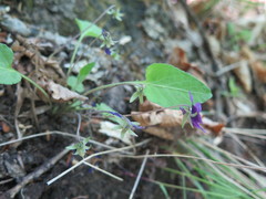 Viola hirtipes