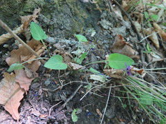Viola hirtipes