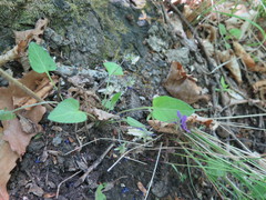 Viola hirtipes