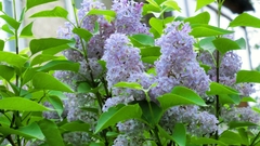 Syringa vulgaris