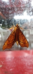 Anarmodia