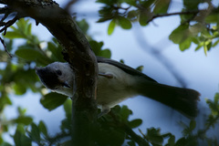 Baeolophus atricristatus