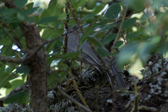 Baeolophus atricristatus