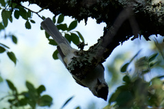 Baeolophus atricristatus