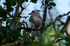 Baeolophus atricristatus