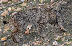 Lynx pardinus