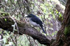 Eopsaltria georgiana